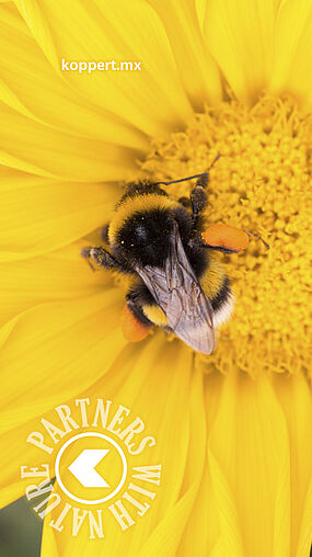 Bombus terrestris en flor 