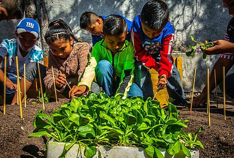 Koppert México es socialmente responsable por 13 años seguidos