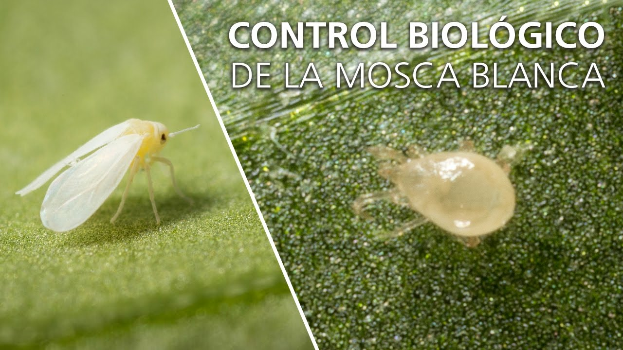 Control biológico de la mosca blanca - Amblyseius swirskii