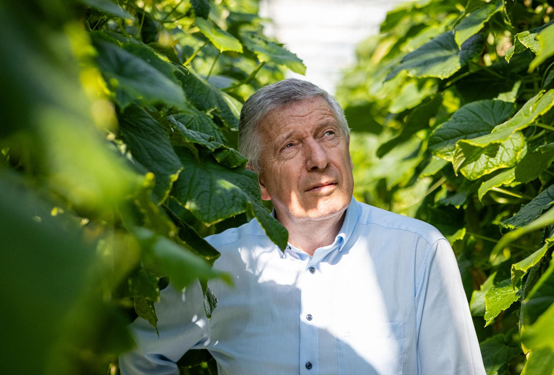 Cómo un pequeño ácaro depredador sentó las bases del biocontrol actual