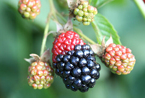 Redberry mite
