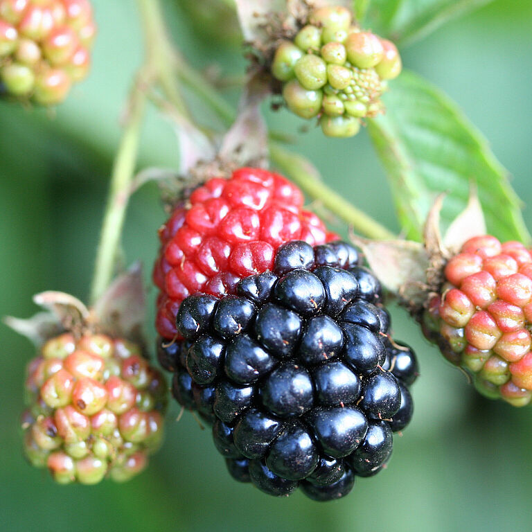 Damage on blackberry fruits caused by Redberry mite