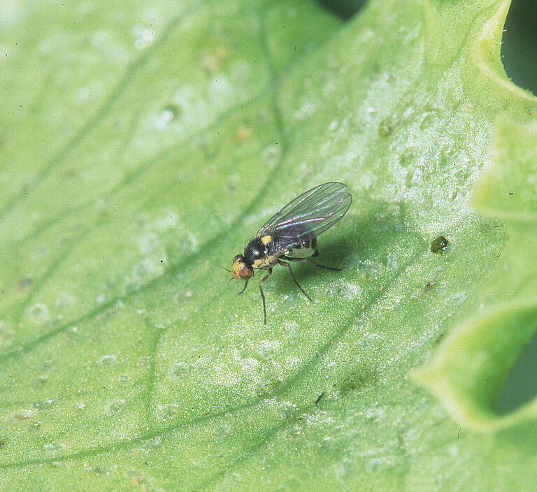 Serpentine leafminer Liriomyza huidobrensis