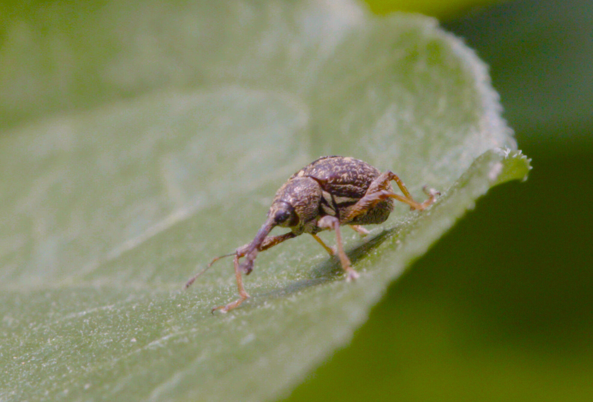 Koppert presenta oficialmente a Catopar, su enemigo natural para el control biológico del picudo del chile