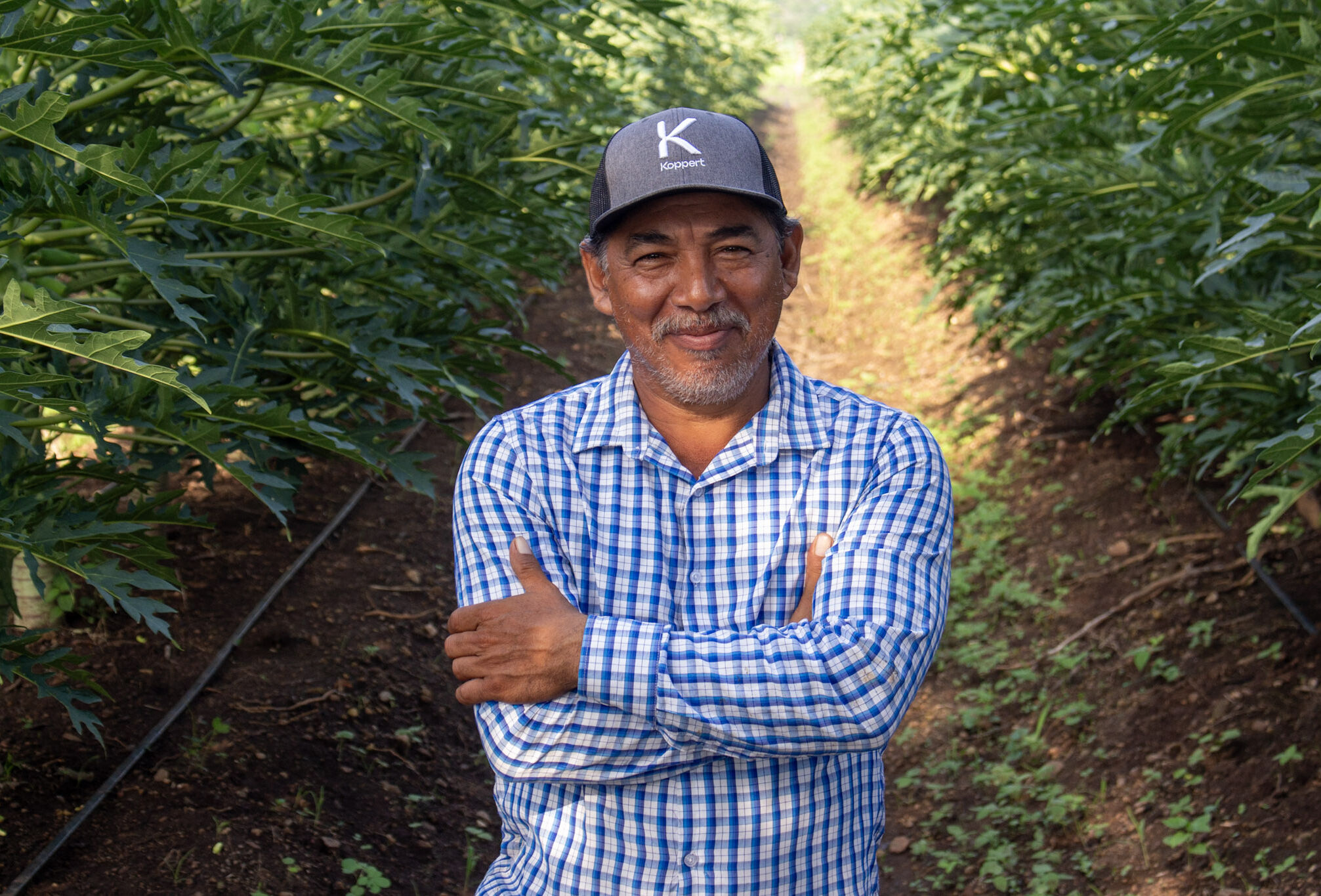 Del fracaso al éxito con ayuda del control biológico