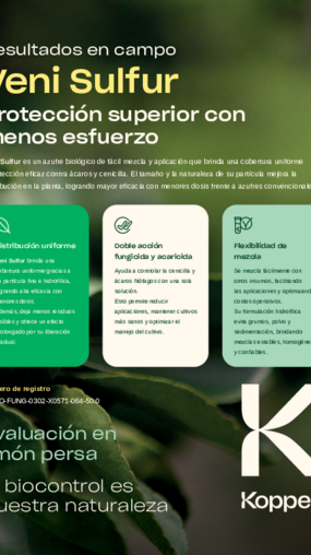 Veni Sulfur en cultivo de limón persa