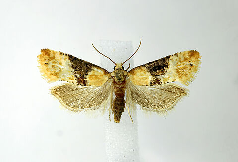 Vine moth