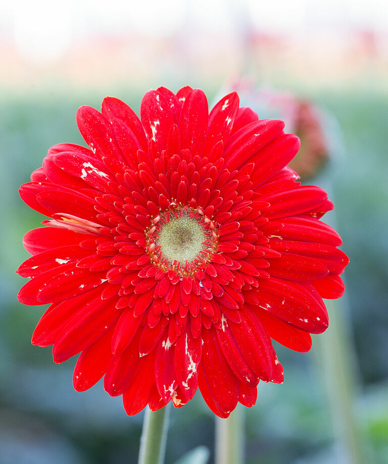 Western Flower Thrips Frankliniella occidentalis damage on a chrysanthemum flower