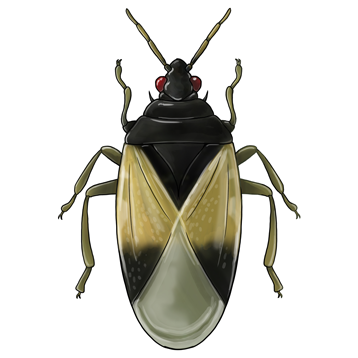 Orius laevigatus adulto joven