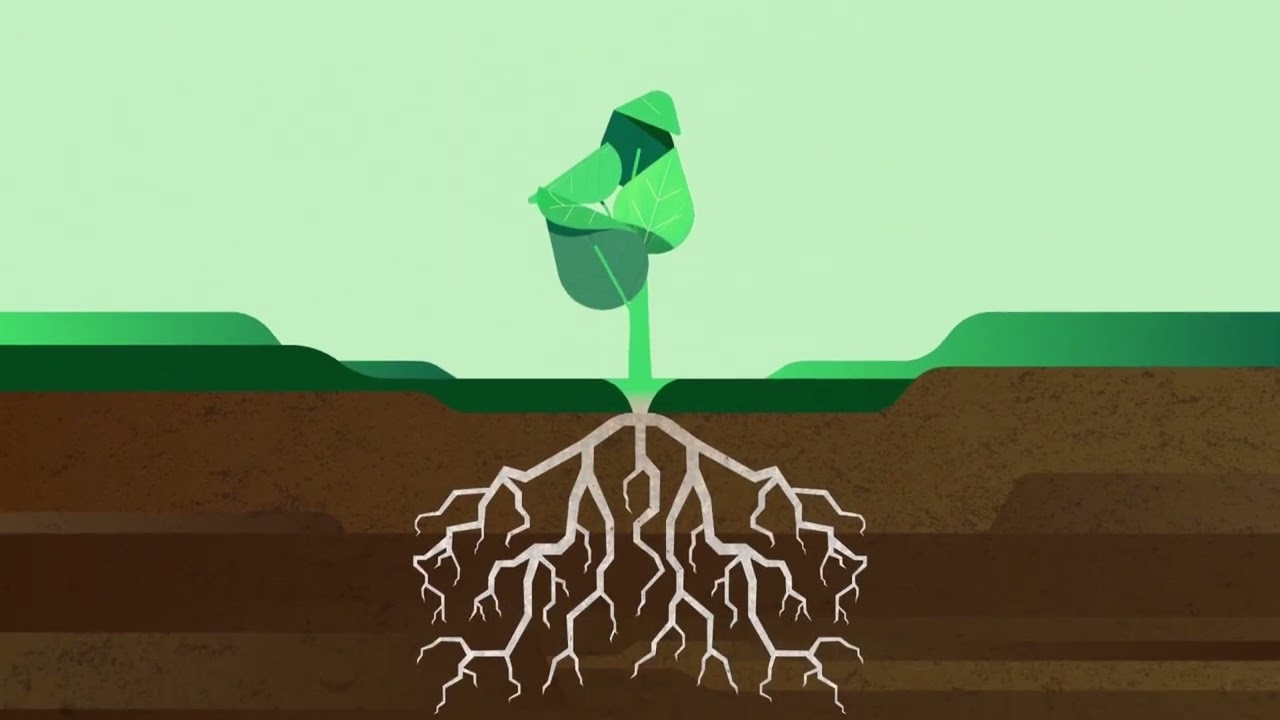 Protege tus cultivos desde la raíz con Trianum (versión subtitulada)