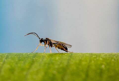 Maximiza la eficacia de las avispas parasitoides