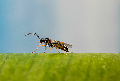 Maximiza la eficacia de las avispas parasitoides