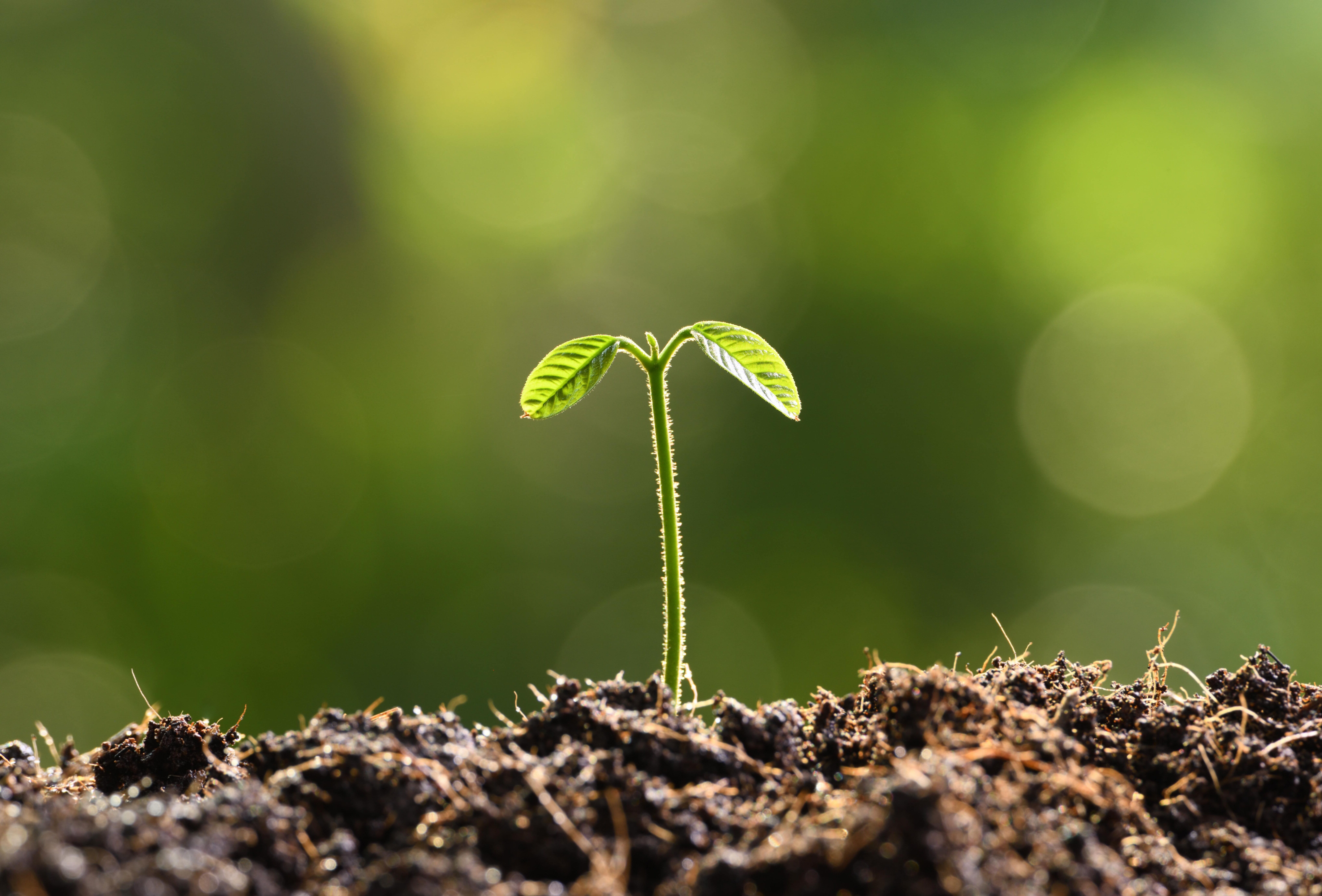 Protege tu cultivo cuando bajan las temperaturas: los beneficios de la protección temprana