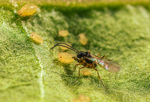 Avispas parasitoides contra plaguicidas químicos
