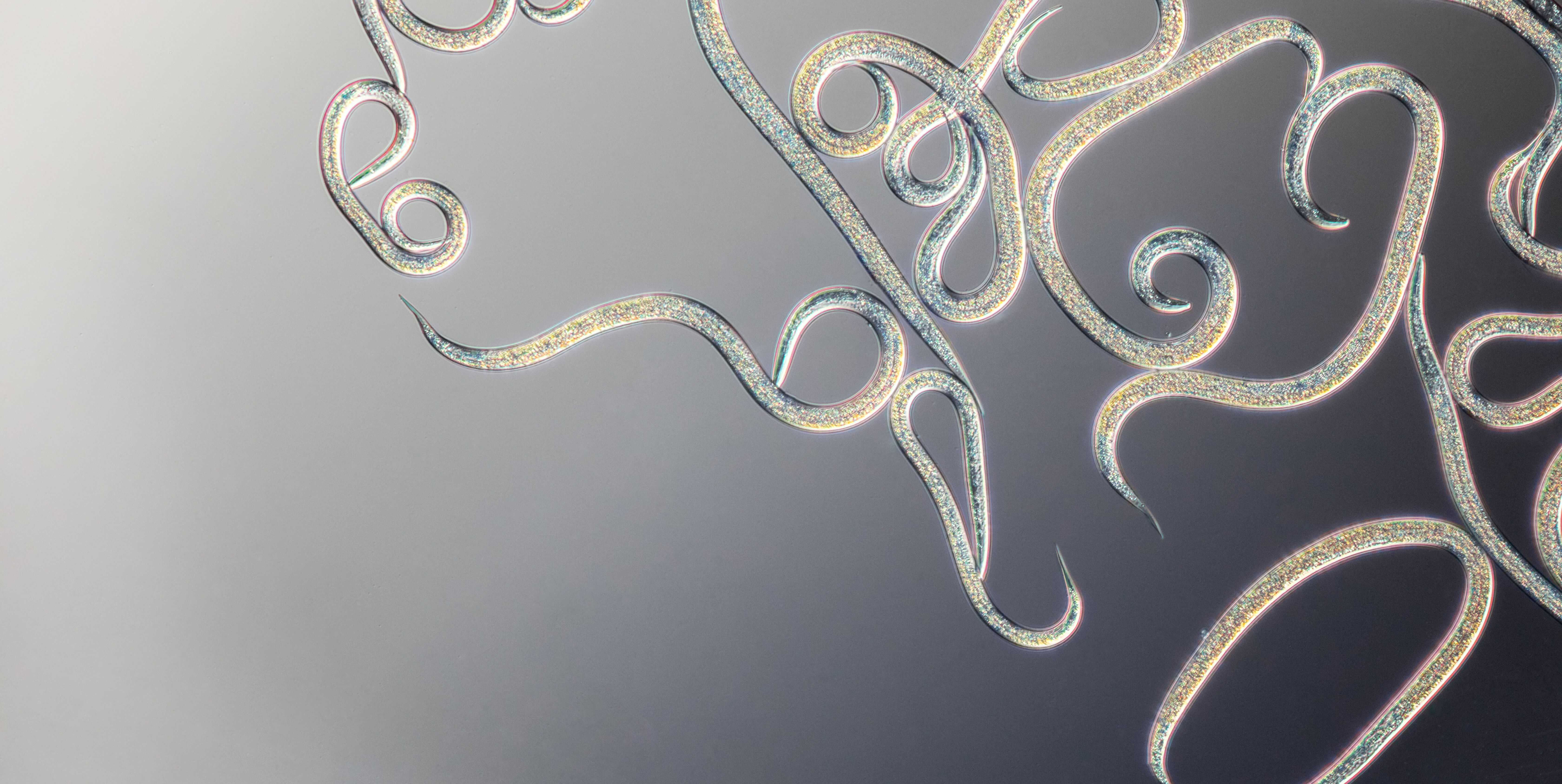 Preguntas frecuentes sobre nematodos