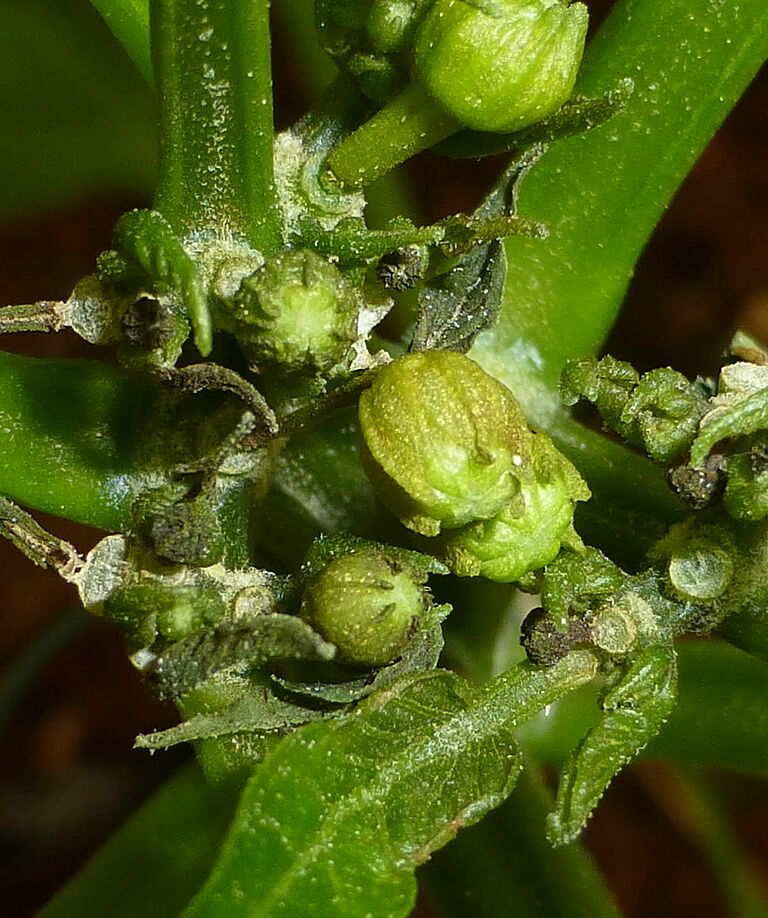 Damage caused by Broad mite Polyphagotarsonemus latus