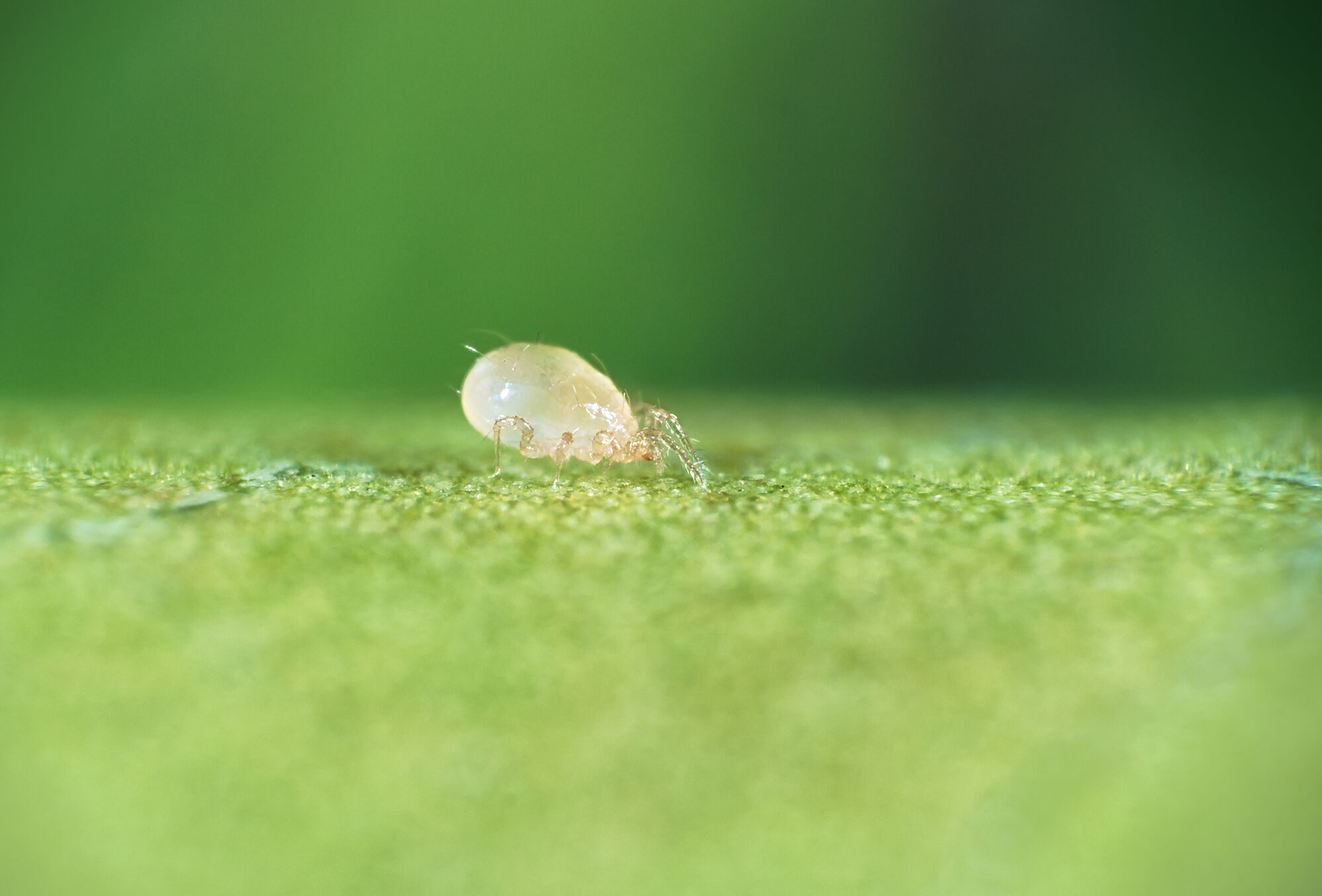 Swirski-Mite: primeros auxilios para problemas con trips y mosca blanca