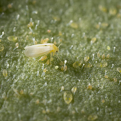 Tobacco whitelfy Bemisia tabaci infestation on leaf