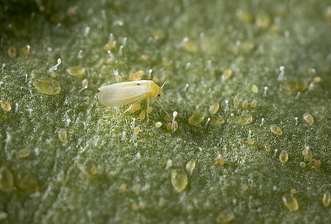 Mosca blanca del tabaco