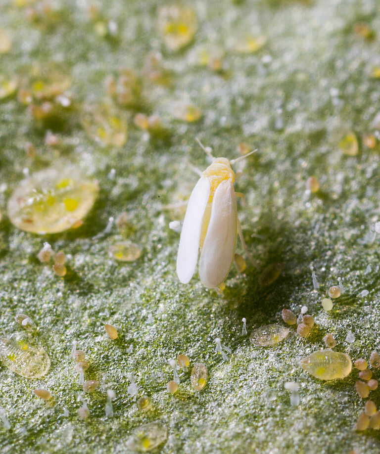 Tobacco whitelfy Bemisia tabaci infestation on leaf