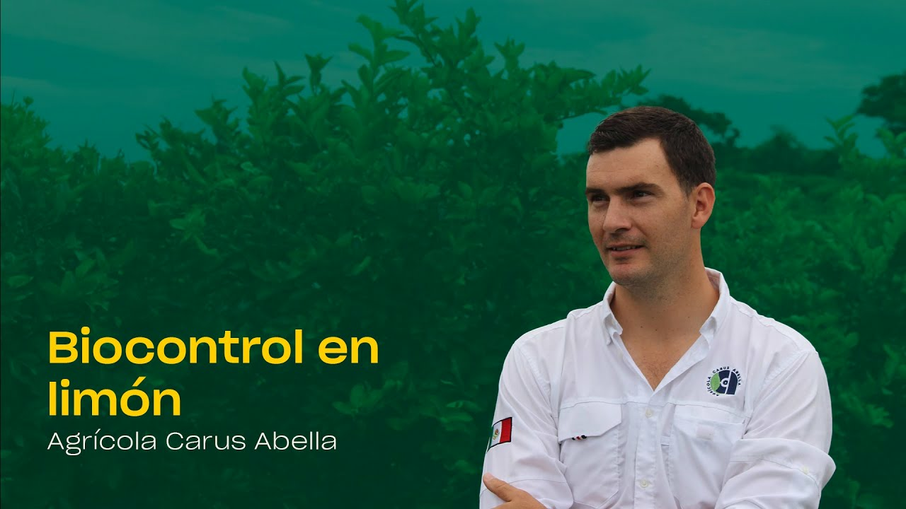Biocontrol en limón: Agrícola Carus Abella Biocontrol en limón: Agrícola Carus Abella