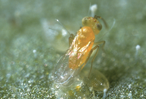 Control Biológico de Mosca Blanca en tomate Saladette en el Valle de Culiacán, Sinaloa, México