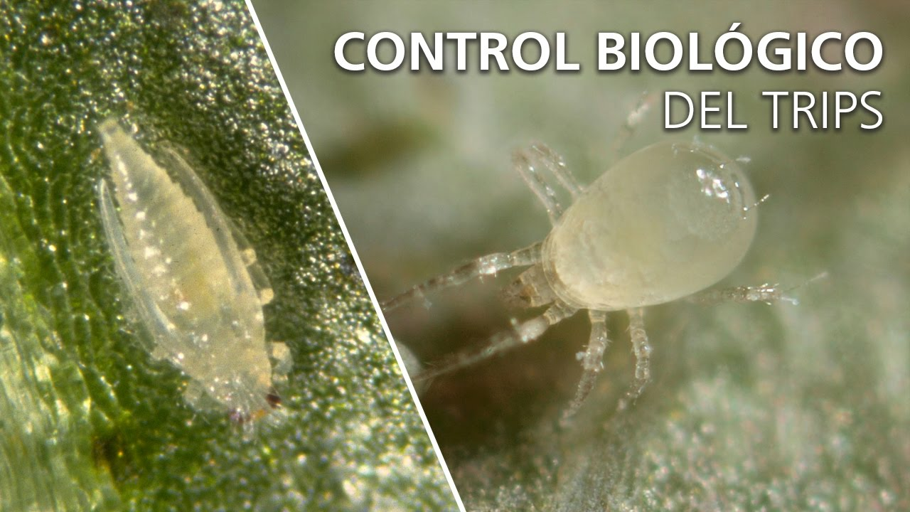 Control biológico del trips - Amblydromalus limonicus