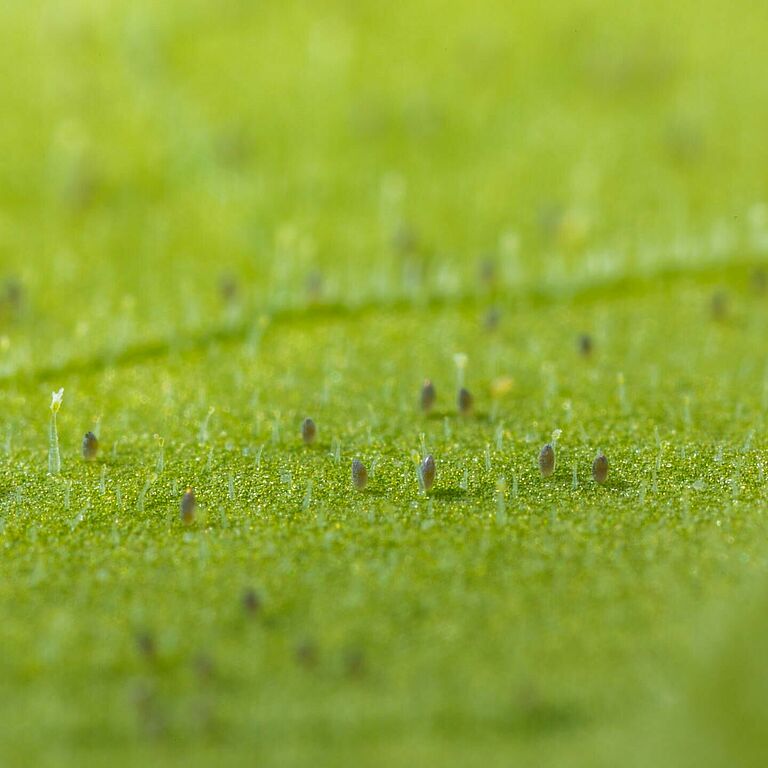 Foto: Huevos de Trialeurodes vaporariorum.