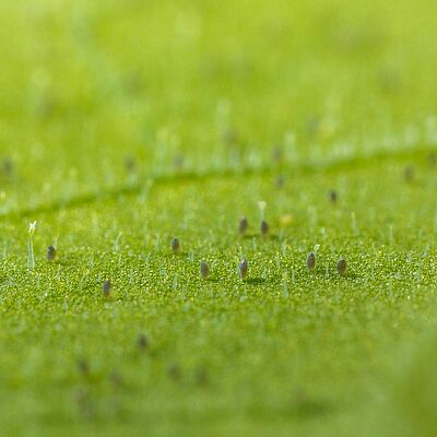 Foto: Huevos de Trialeurodes vaporariorum.