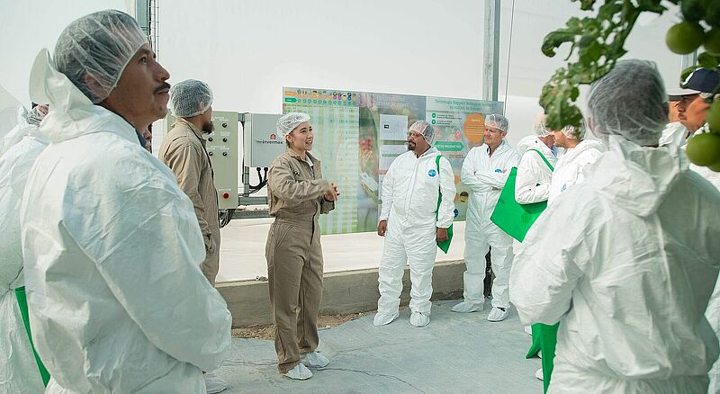 FOTO: los asistentes al evento realizaron recorridos por ambos invernaderos para conocer las innovaciones para la protección biológica del cultivo de Koppert.