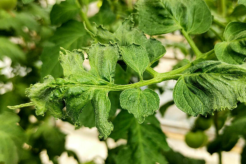 Filimorfismo y abullonados en hoja