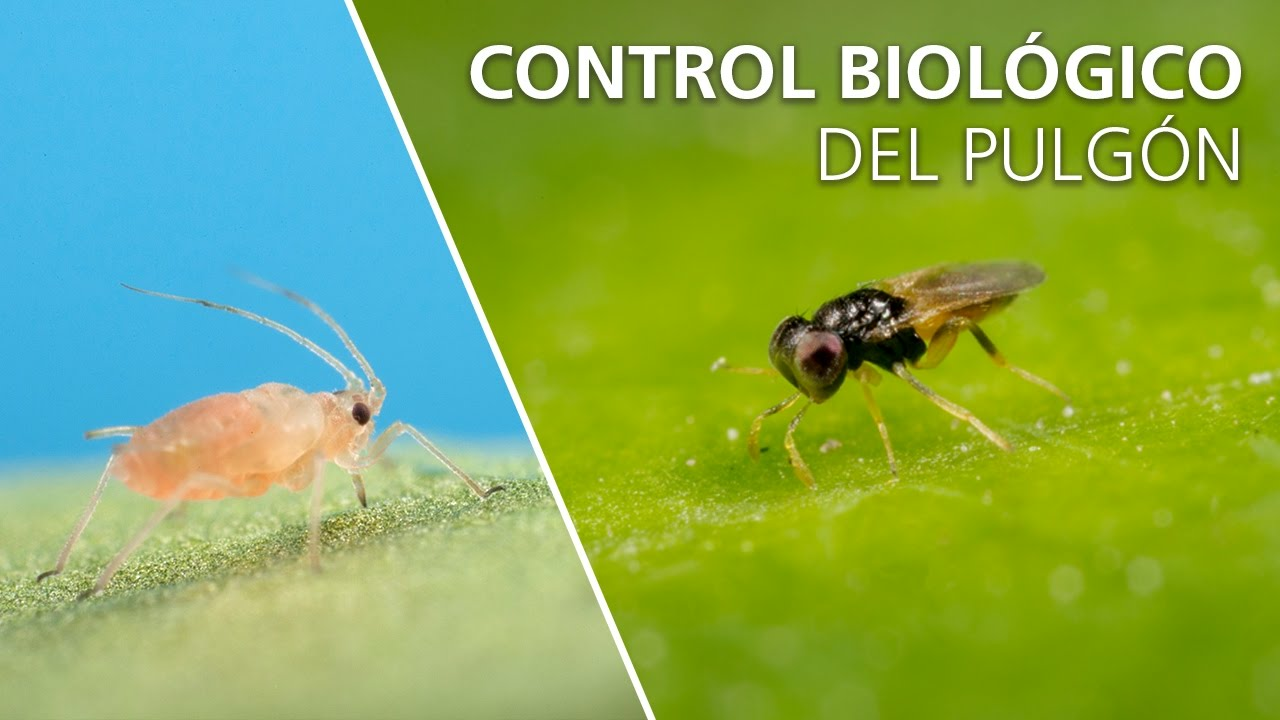 Control biológico del pulgón - Aphelinus abdominalis