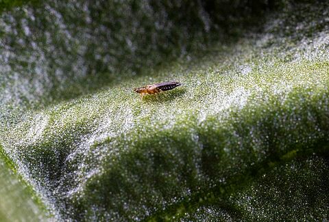 Thrips parvispinus: el enemigo que no estás viendo en tus pimientos