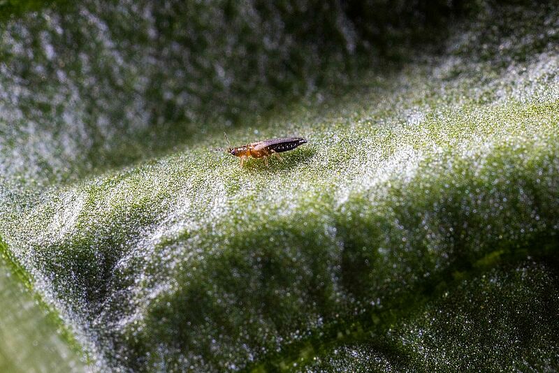 Thrips parvispinus
