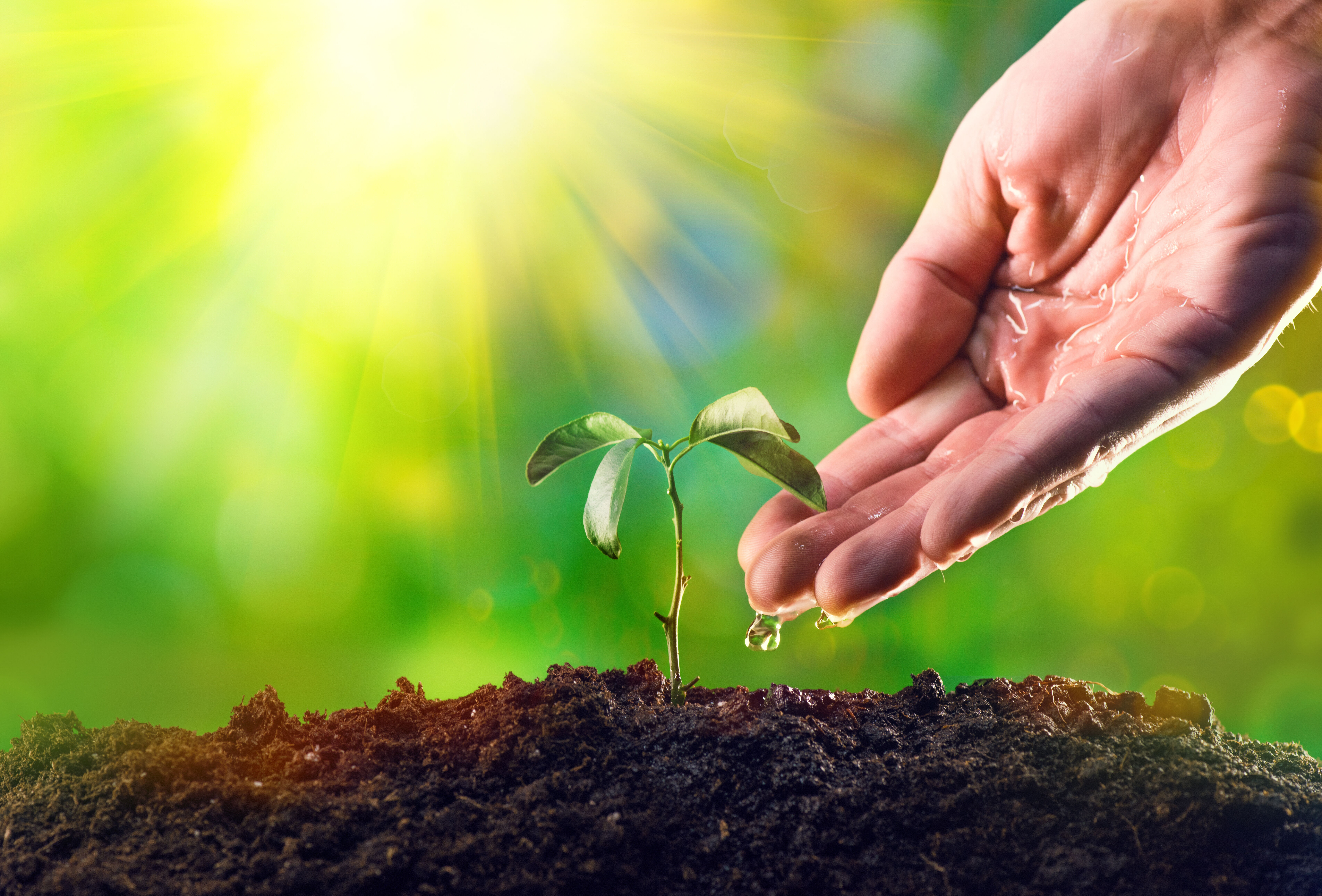 Llega la segunda edición de la serie de webinarios «Plantas para la vida, plantas para sobrevivir»