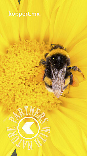Bombus terrestris en flor 