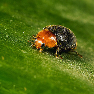 Crypolaemus montrouzeri estado adulto