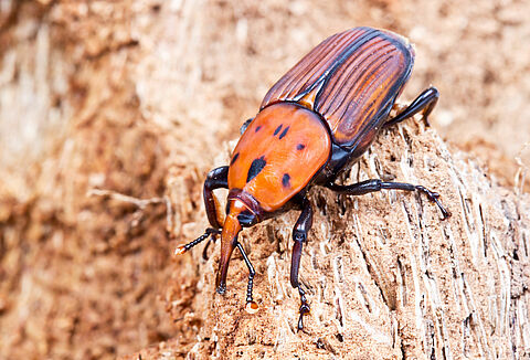 Red palm weevil