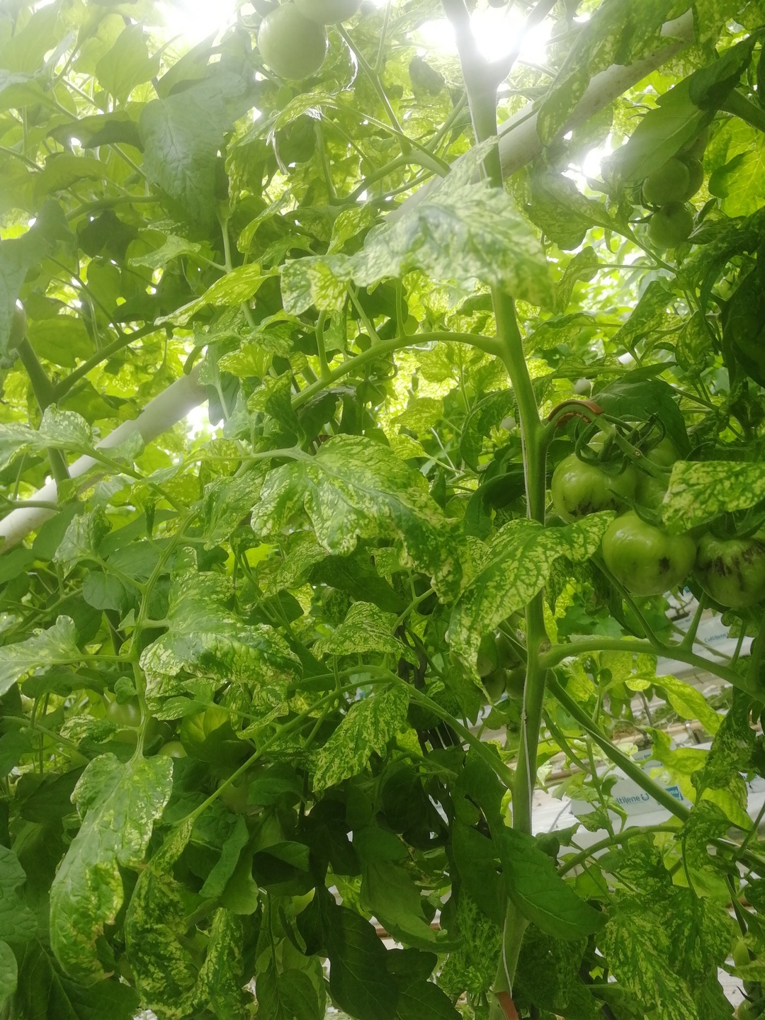 Virus del mosaico del pepino - Prevención, control y daños