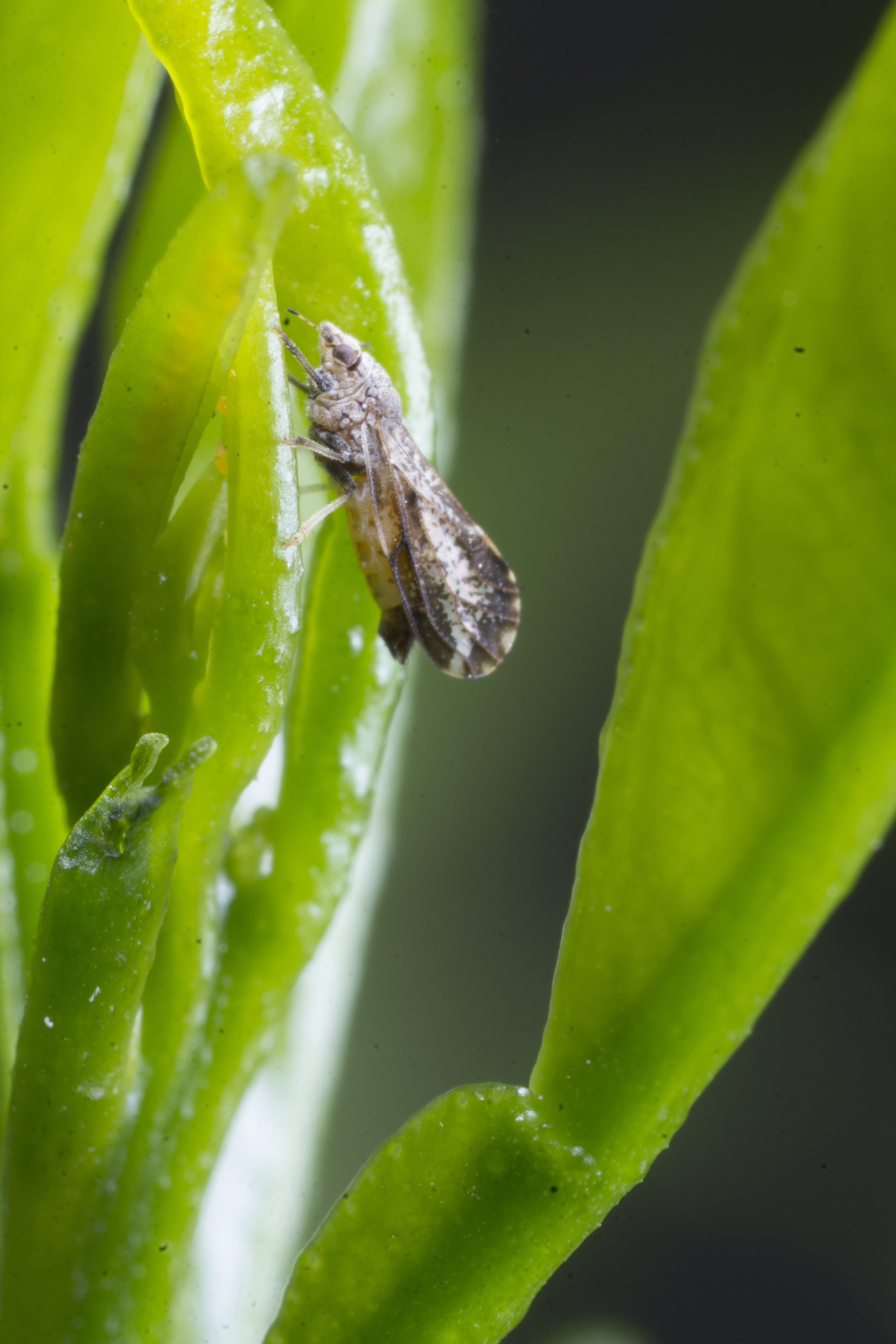 Asian Citrus Psyllid Diaphorina citri Adult