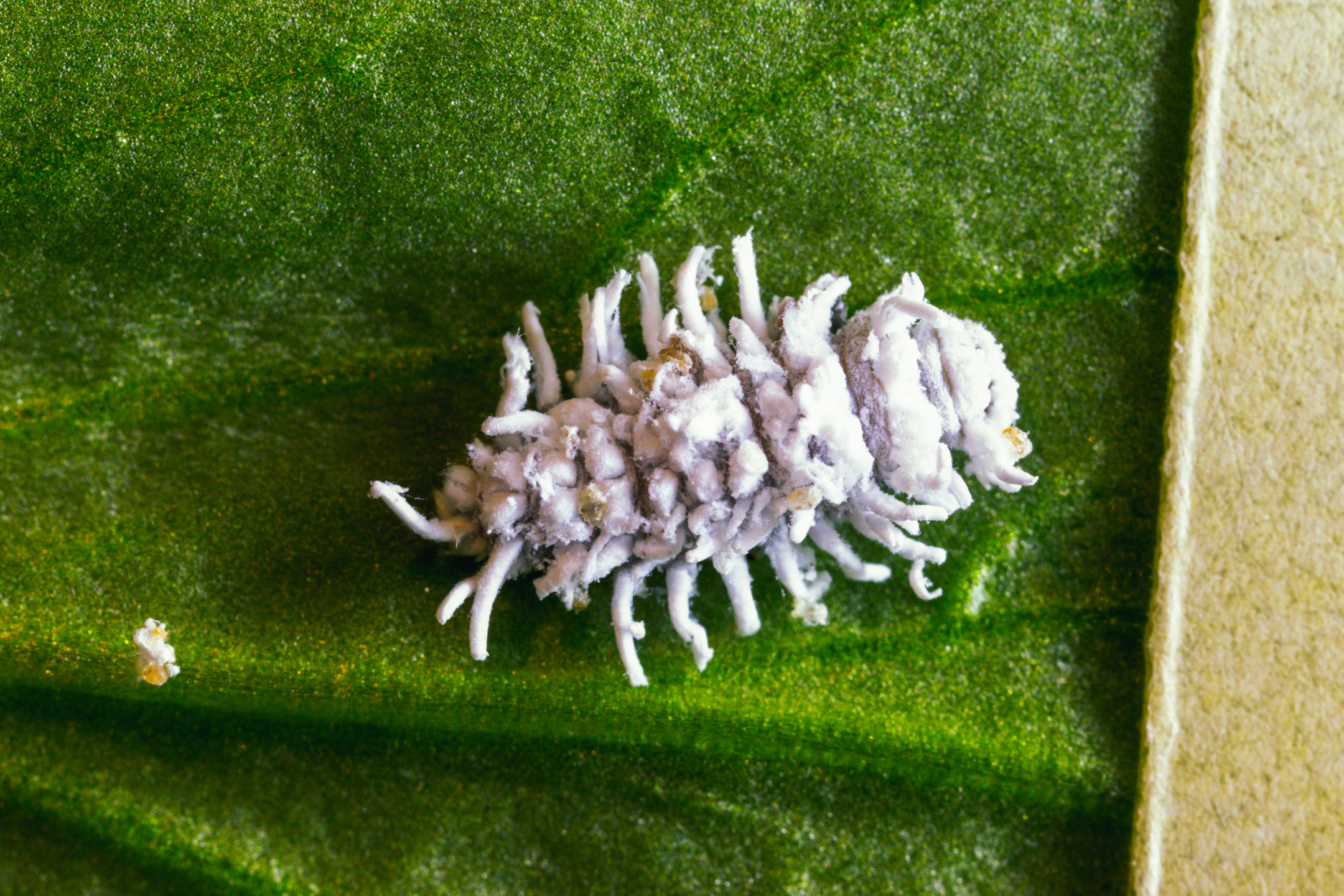 Crypolaemus montrouzeri estado larvario