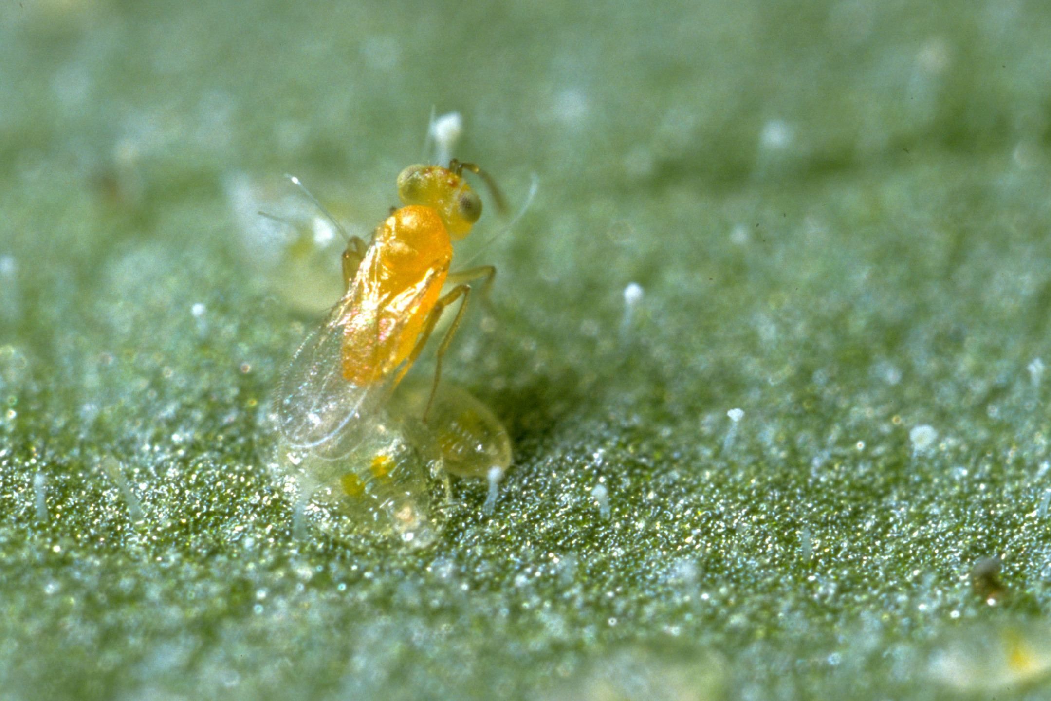 Parasitic wasp Eretmocerus eremicus laying an egg underneath a whitefly nymph