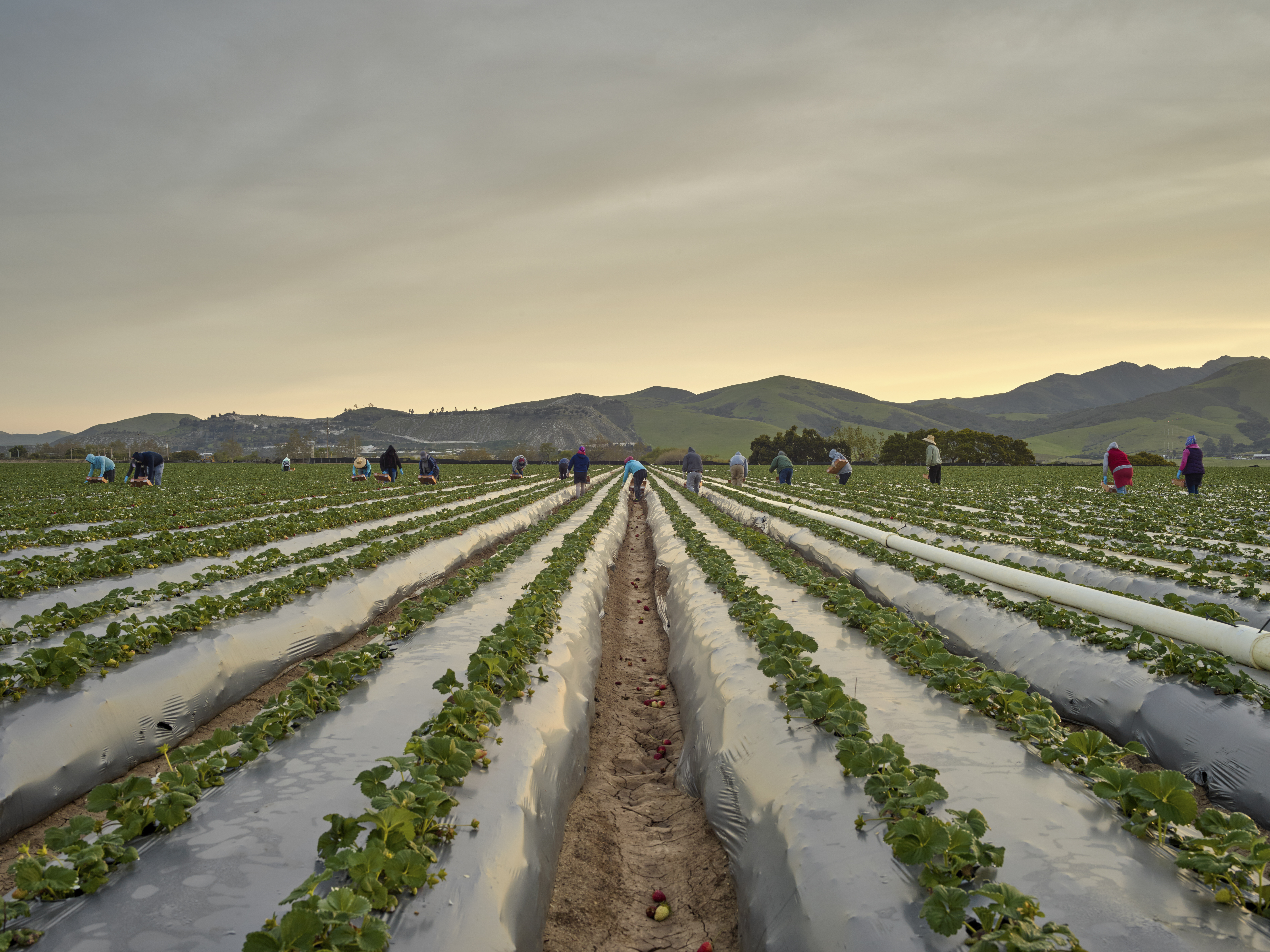 El cambio climático y sus efectos en las plagas y el control biológico