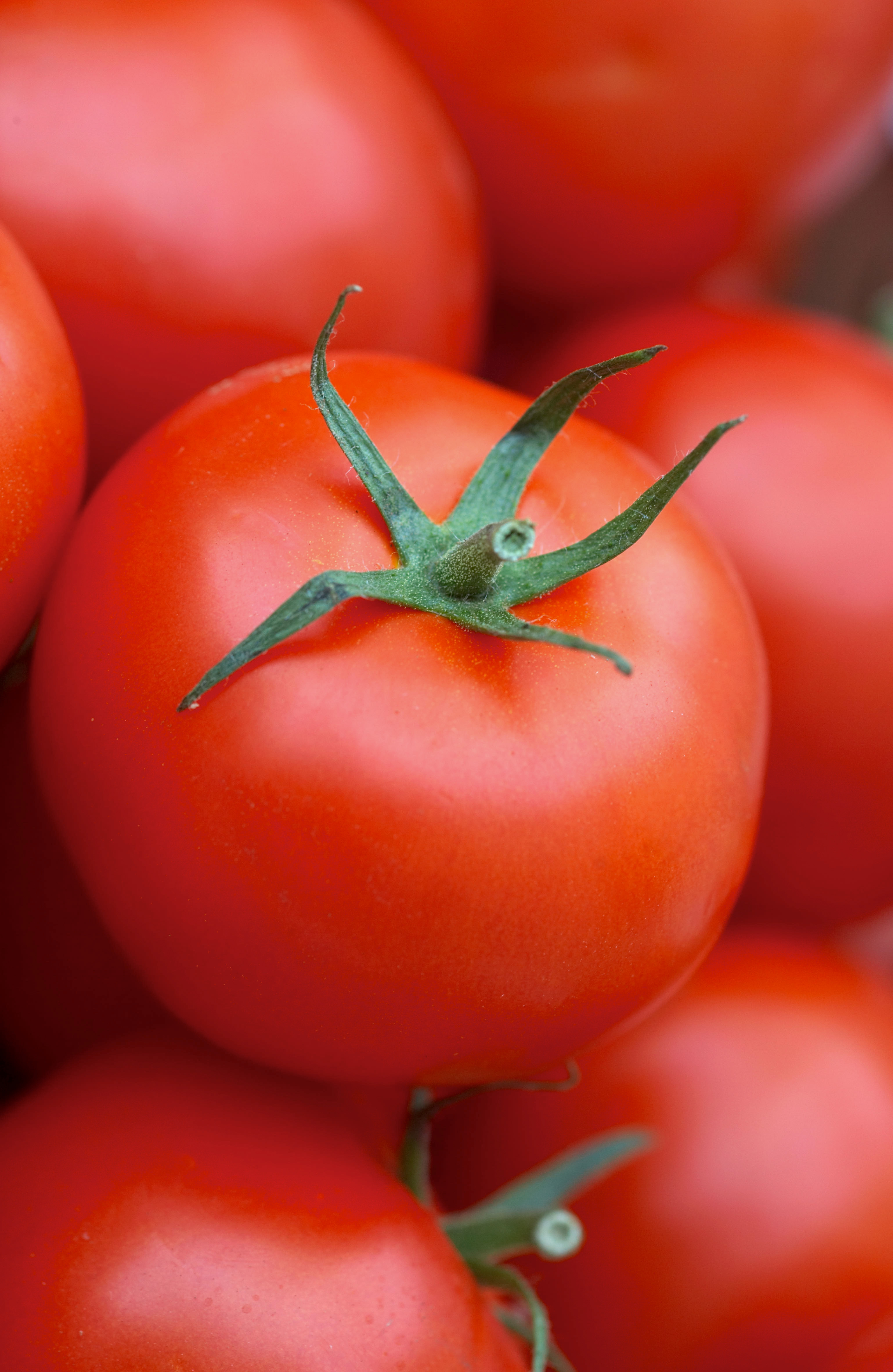 Adaptarse rápidamente garantiza el éxito en tomate