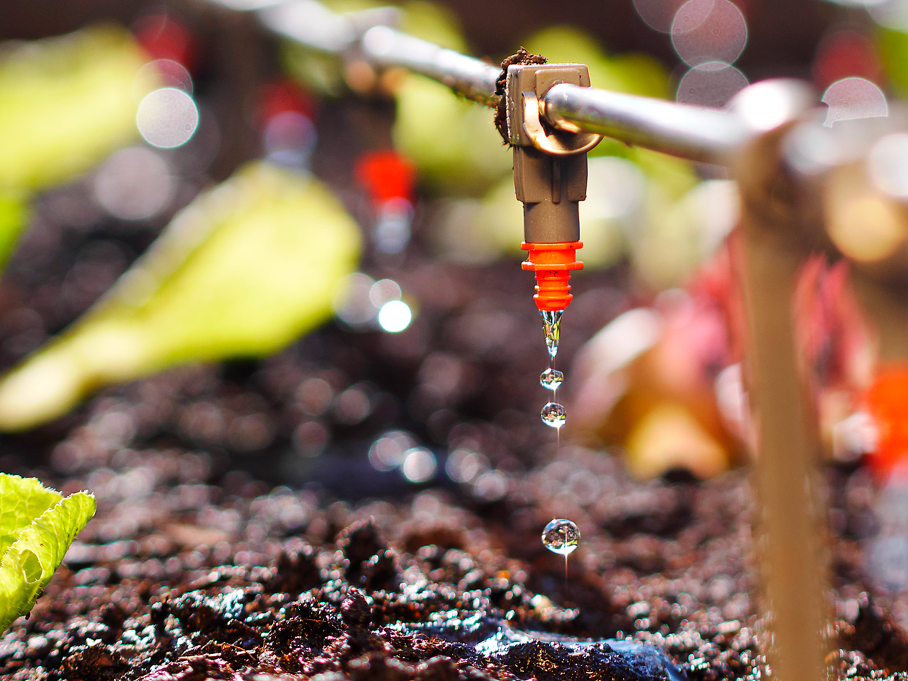 Ahorrar agua y reducir la contaminación de los acuíferos es posible con Trianum de Koppert