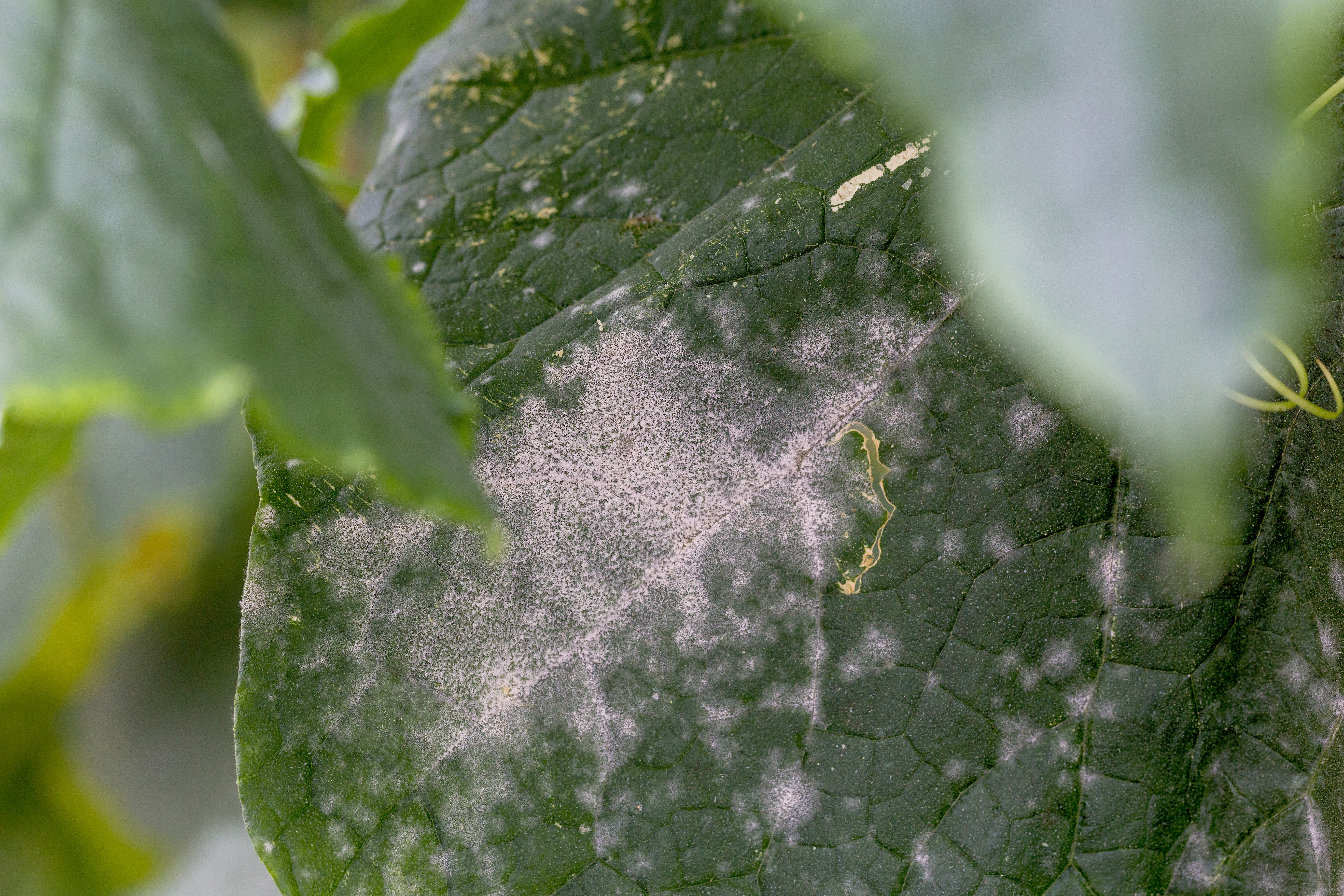 Koppert lanza un sistema único para el control de cenicilla en hortalizas