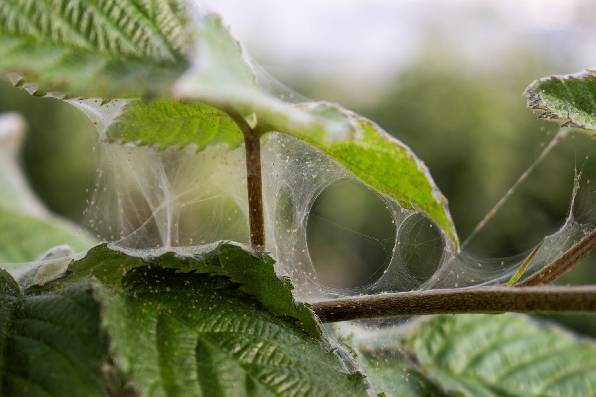Las telarañas de T. urticae provocan una reducción considerable del área fotosintética.