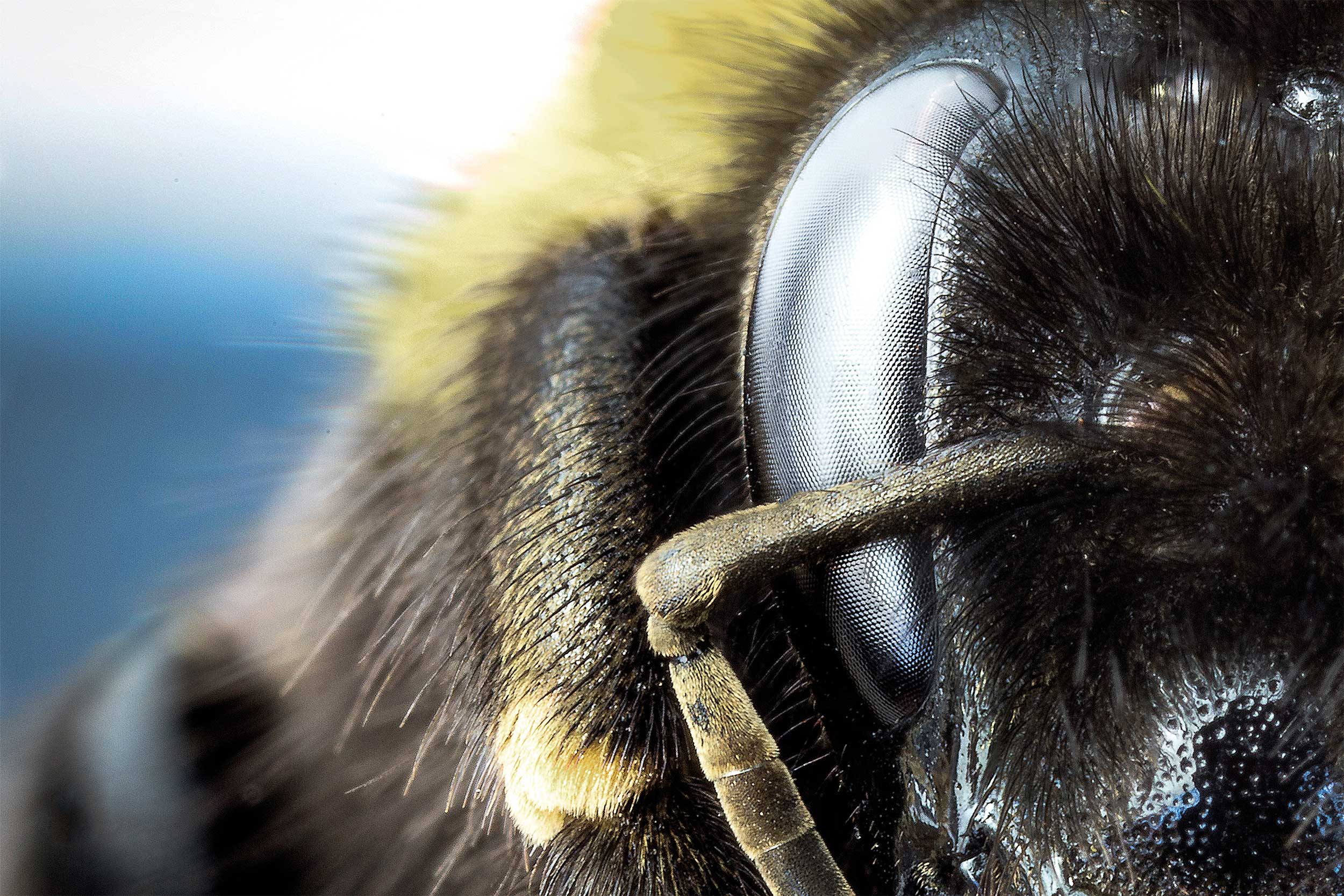 Más polinización gracias al sistema Beevision de Natupol